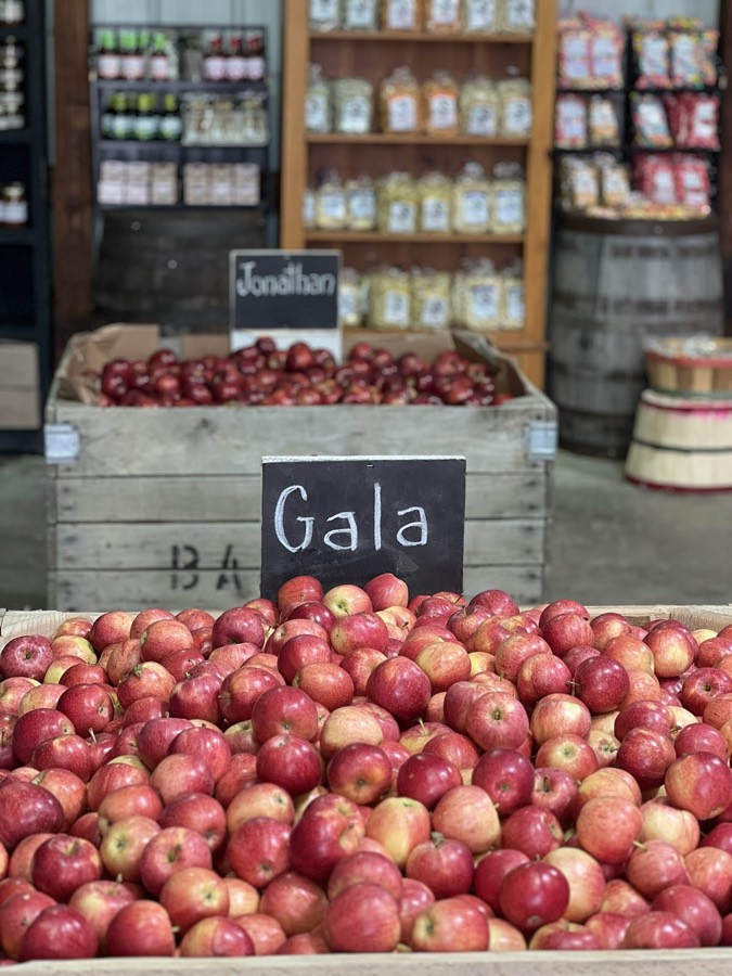 Bins of fresh Gala and Jonathan apples ready to bag at The Apple Barn